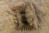 Spiny Lichid (Acanthopyge) Trilobite - Excellent Preparation! #310130-3